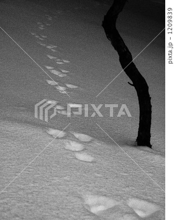 新雪に描かれる足跡 1209839