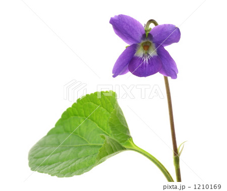 ニオイスミレ 1210169