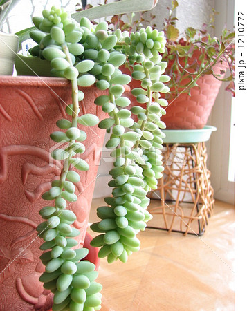 ビアホップ（新玉つづり）の写真素材 [1210772] - PIXTA