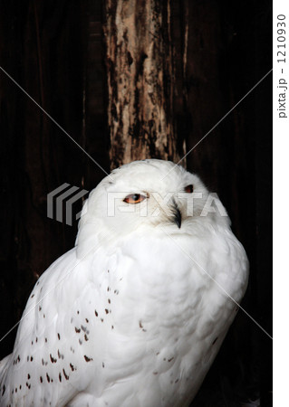 シロフクロウ 1210930