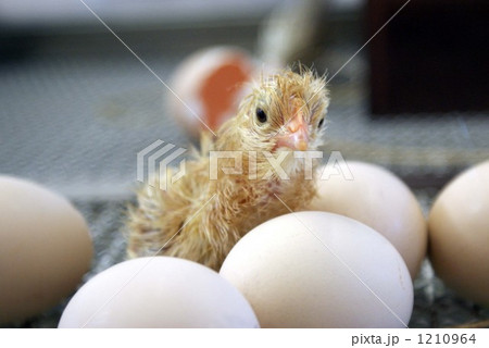 ひよこ ヒナ 鳥の写真素材