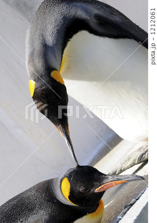 仲良しペンギン 仲良しペンギン 1212061