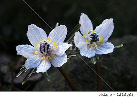 節分草 節分草 1213033