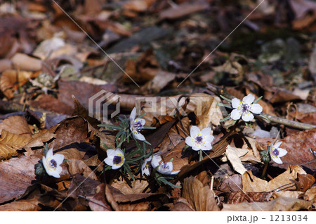 節分草 節分草 1213034
