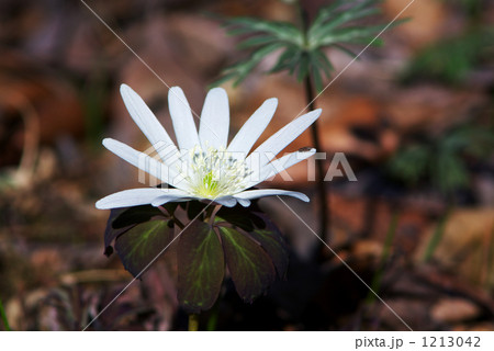 アズマイチゲ（東一華） 1213042