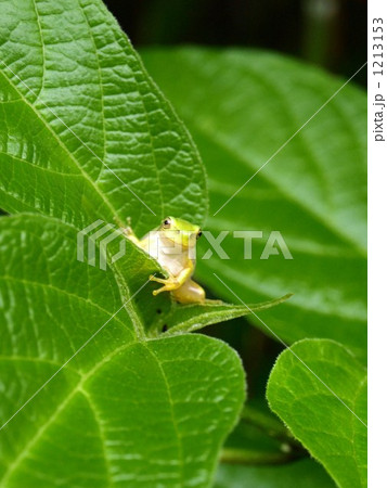 ニホンアマガエル ニホンアマガエル 1213153