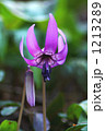 カタクリ 1213289