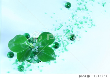 さわやかさ溢れる緑葉 1213574