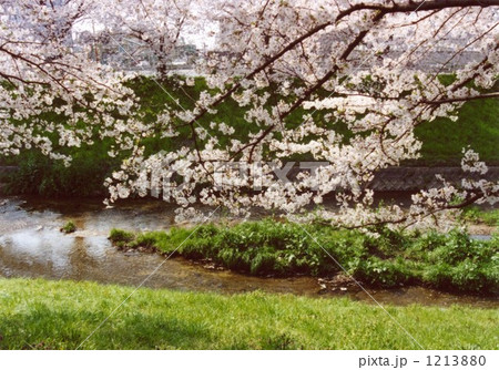 小川の桜 小川の桜 1213880