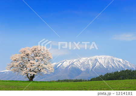 一本桜 1214181
