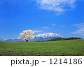 一本桜 1214186