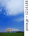 一本桜 1214188