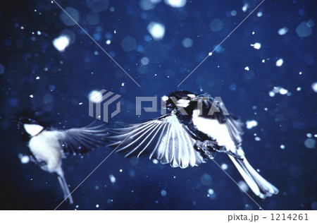 雪飛行 雪飛行 1214261