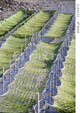 海苔養殖 海苔養殖 1214371