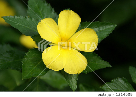 ターネラ・ウルミフォリア 1214609