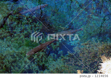 忍野八海の淡水魚 1214656