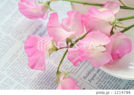 スイトピー Ⅱ スイトピー Ⅱ 1214786