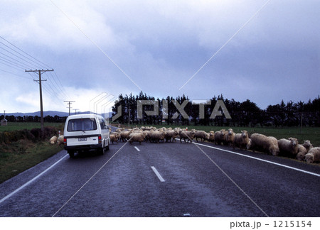 ＮＺ インバーカーギル市郊外の牧場 1215154