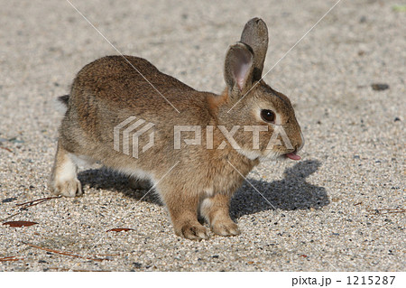 あっかんべーをするうさぎ あっかんべーをするうさぎ 1215287