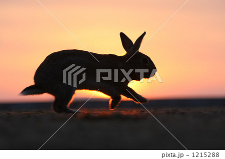 夕暮れに走るうさぎ 1215288