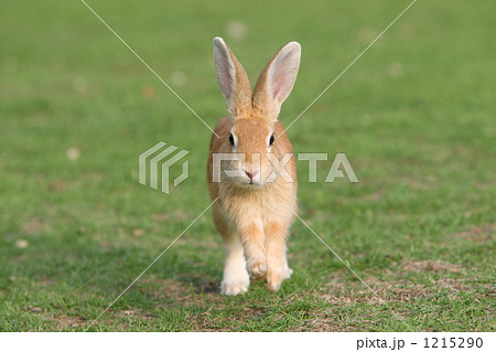 Rabbit Running In The Meadow Stock Photo