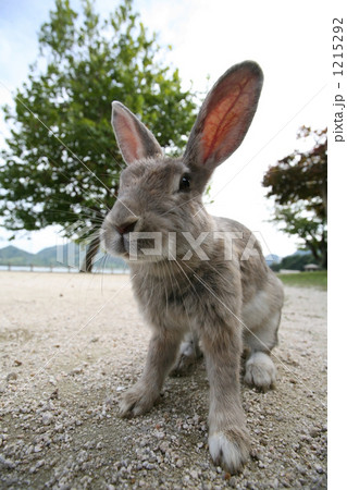 構えるうさぎ 1215292