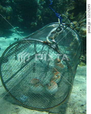 深海に住む生きている化石オウム貝を捕獲 深海に住む生きている化石オウム貝を捕獲 1215295