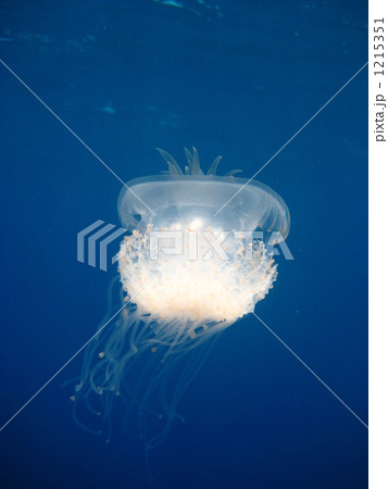 光るクラゲ 1215351