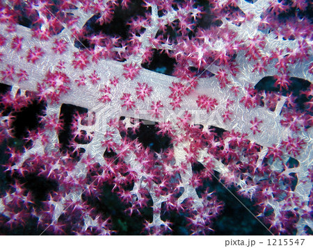 ウミトサカ　海の桜、ソフトコーラル 1215547