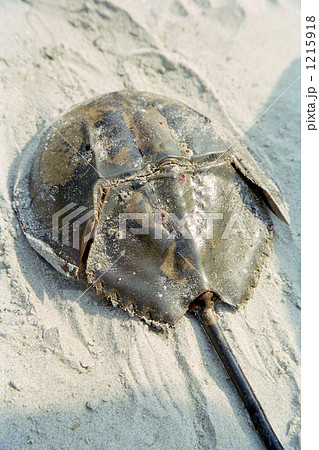 ベンガル湾に打ち上げられたカブトガニ ベンガル湾に打ち上げられたカブトガニ 1215918