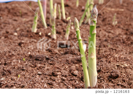 にょきにょき育つアスパラ にょきにょき育つアスパラ 1216163
