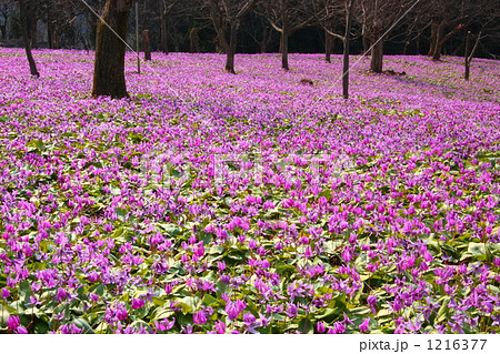 八津・鎌足のカタクリ群生地 1216377
