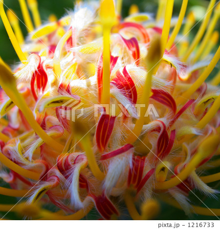 ハワイ　花　ピンクッション 1216733