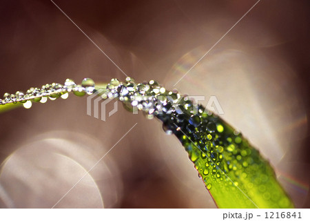 朝露の着いた草の葉 朝露の着いた草の葉 1216841
