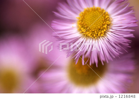 ヒメジョオン ヒメジョオン 1216848