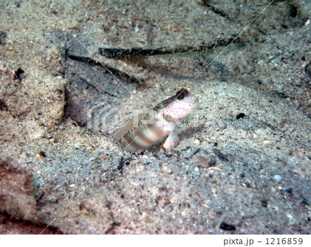 パラオのオイランハゼ 1216859