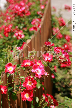 フェンスに絡まり咲くクライミングローズカクテルの写真素材