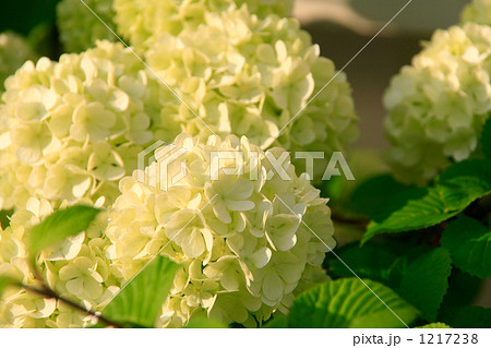 陽を浴びる大手毬 1217238