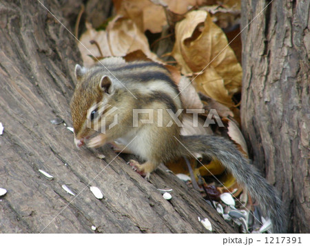 エゾシマリスの冬支度 1217391