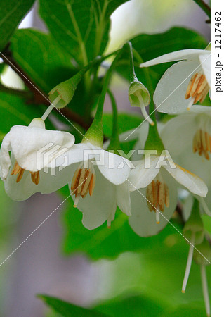 エゴの木の白い花 エゴの木の白い花 1217462