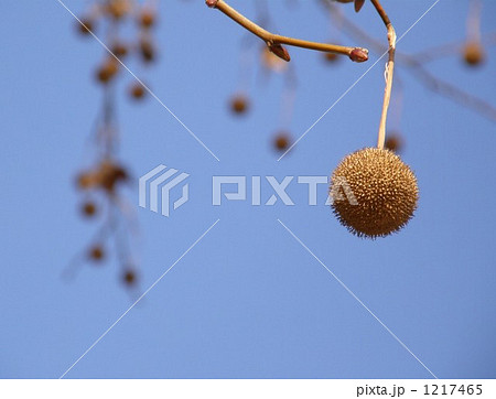 プラタナスの実 1217465