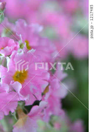 さくら草１ 1217485