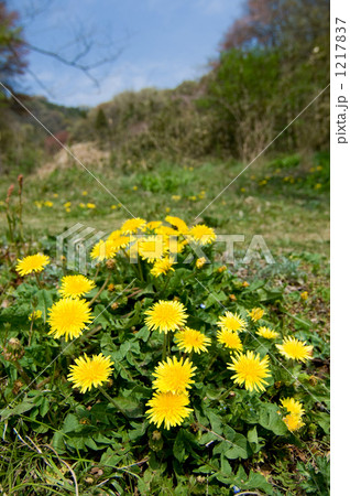 ニホンタンポポ 1217837