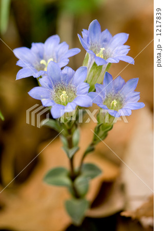 フデリンドウ 1217839