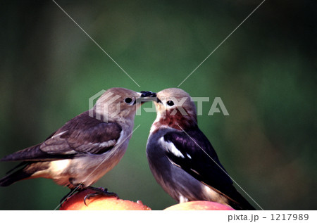 ハネムーン ハネムーン 1217989