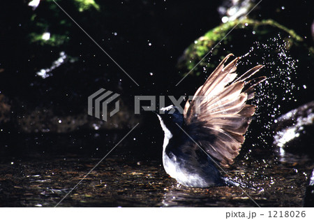 羽ばたき 1218026