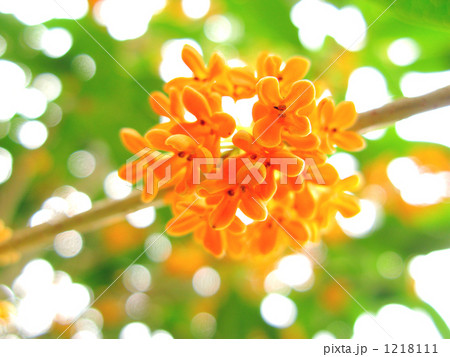 キンモクセイの花 キンモクセイの花 1218111