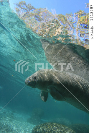 フロリダのマナティ赤ちゃん 1218597