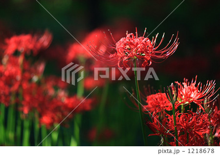 彼岸花 花 赤色の写真素材