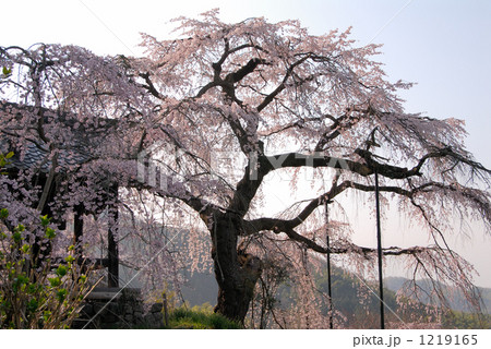 地蔵院枝垂れ桜 1219165